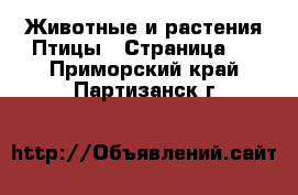 Животные и растения Птицы - Страница 2 . Приморский край,Партизанск г.